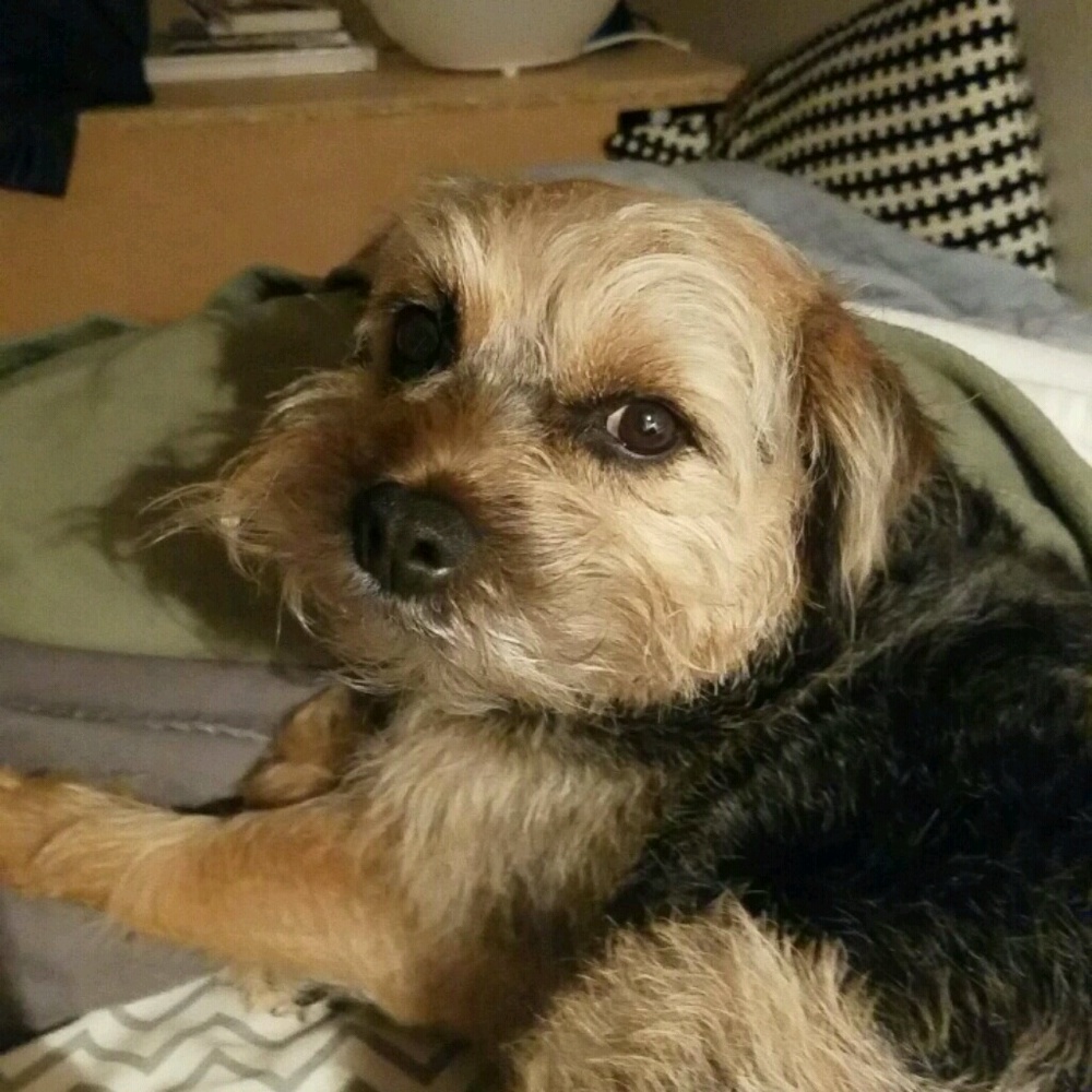 Meet your Posher, Pebis